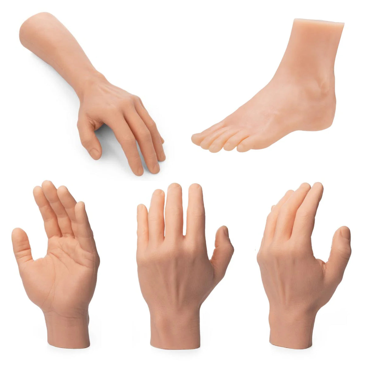 Body Part Partibia Practice Body Parts – TCM Supply